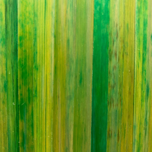 paille de seigle couleur vert jaune